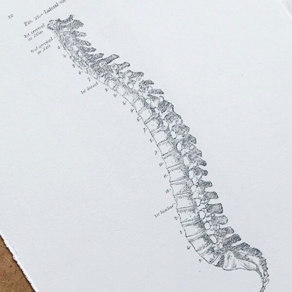 spine 2